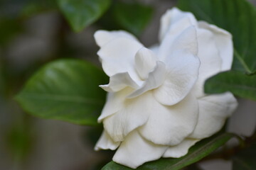 Obraz premium Flor de gardenia