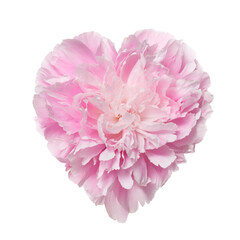 Delicate pink heart shaped peony flower isolated on white background.