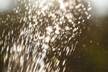 Natural wallpaper, water drops in the sun.