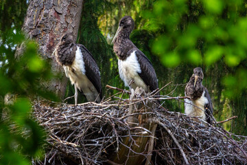 Fototapeta premium The black stork is a large bird in the stork family Ciconiidae