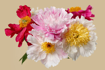 Bouquet of colorful peonies isolated on a beige background.