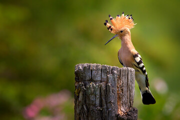 The Eurasian hoopoe, Upupa epops © Josef Cink