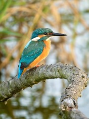 Kingfisher 