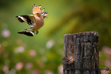 The Eurasian hoopoe, Upupa epops