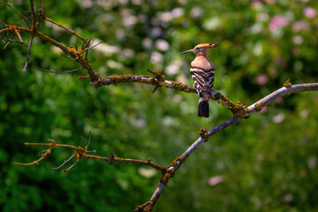 The Eurasian hoopoe, Upupa epops