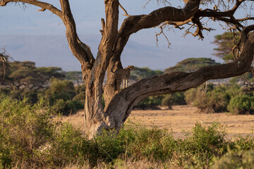 Cheetah on the trunk of an acacia looking at the horizon in the national park of Amboseli, in Kenya, Africa