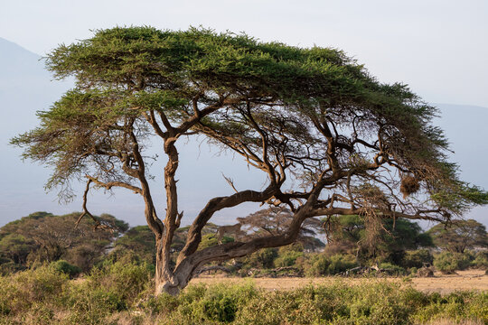 Beautiful landscape of a cheetah on an acacia tree and the savannah in the background in the Amboseli national park, in Kenya, Africa