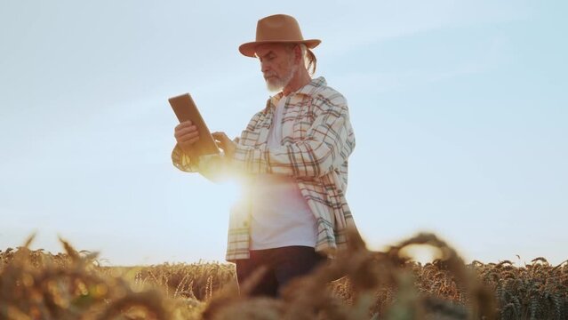 At sunset farmer agronomist man with a hat use a tablet computer in a wheat field. Senior farmer, the business owner checks harvest. Nature. Agriculture. Agronomy. Slow motion