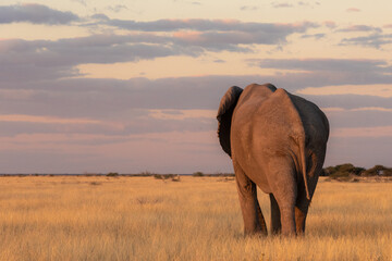 Elephant walking away from a sunset
