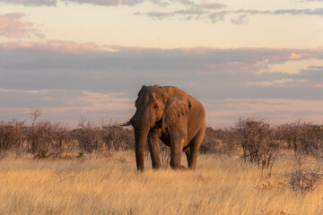 Naklejka na ściany i meble Bull elephant walking in the late afternoon sun
