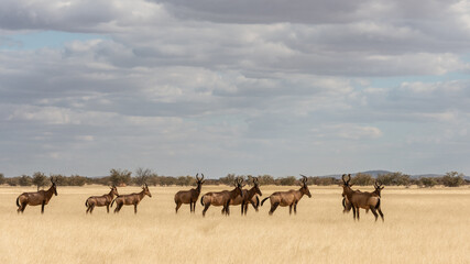 Fototapeta na wymiar Red hartebeest standing in a row in dry grass in the late afternoon.