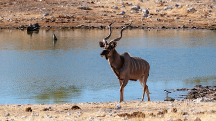 Kudu male walking away from a waterhole © Matthew