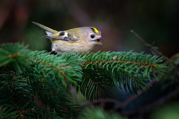 The goldcrest - Regulus regulus - is a very small passerine bird in the kinglet family.