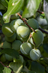Plums close up photography, Fruits among the leaves on a branch, polish orchards, healthy polish food, close up photography, Poland