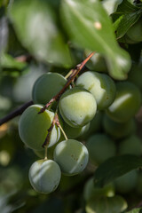 Plums close up photography, Fruits among the leaves on a branch, polish orchards, healthy polish food, close up photography, Poland