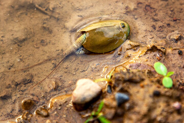 Triops cancriformis, or tadpole shrimp, is a species of tadpole shrimp found in Europe
