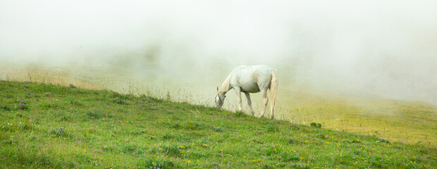 Obraz na płótnie Canvas Horse in the nature. Summer time