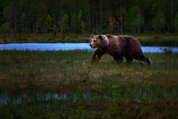Obraz na płótnie Canvas The brown bear is the largest predator in Europe