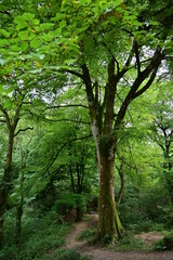 Fototapeta premium Ruta seres mitologicos Monte Tejas , San Felices de Buelna