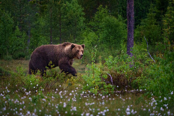 The brown bear is the largest predator in Europe