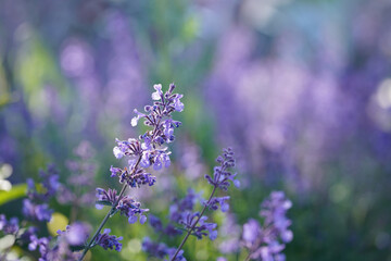 Catnip flowers blooming in summer field. Nepeta cataria