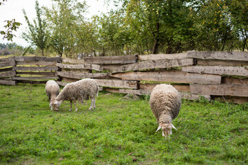 Obraz premium cute sheep are feeding in the yard