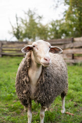cute sheep are feeding in the yard