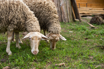 Obraz na płótnie Canvas cute sheep are feeding in the yard