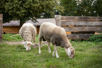 Obraz na płótnie Canvas cute sheep are feeding in the yard