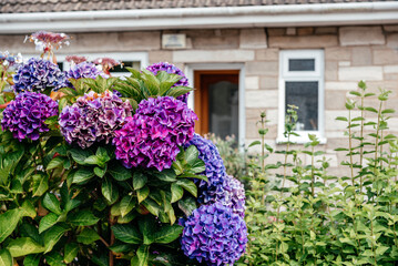 Fototapeta na wymiar Purple and violet hydrangea flowers in a front yard in Scotland, the UK