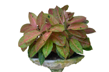 Aglaonema or Chinese Evergreen plants in cement pot isolated on white background included clipping path.