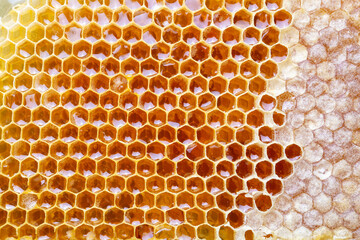 Sweet honeycomb isolated on white bee products with organic natural ingredients concept