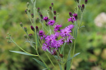 Vernonia crinita. Violet flower in the garden. - obrazy, fototapety, plakaty