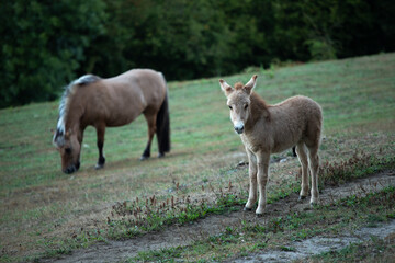 Petit poulain beige avec sa maman dans le pré