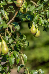 Pears on fruit tree fresh and green