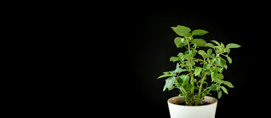 Balsamine, Impatiens plant in a white pot isolated on a black background. Potted tropical houseplant. Home minimal design. Jewelweed, touch-me-not, snapweed. Home Garden, Flower Shop concept