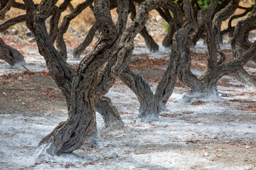 Mastic gum resin flows from the mastic tree. Chios island - Greece