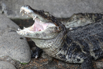 口を開けたワニ