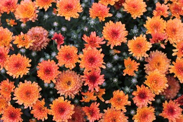 Bright orange flowers background