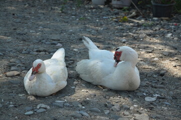 twin ducks