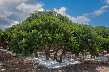 Mastic tree with mastic tears in Chios island, Greece.