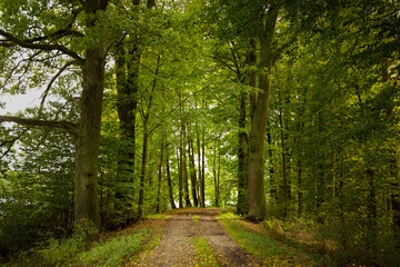 Forest path road in summer, Czech Republic