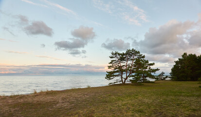 Fototapeta na wymiar Baltic sea shore (beach) at sunset, panoramic view. Pebbles, trees. Soft sunlight, midnight sun. Saaremaa island, Estonia. Atmospheric summer landscape