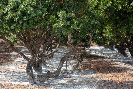 Mastic tree with mastic tears in Chios island, Greece.