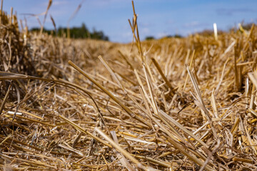 Extensive golden stubble fields after the harvest on a sunny day, with straw bales ready for collection, with a beautiful blue sky, ounty podkarpackie , Poland - obrazy, fototapety, plakaty