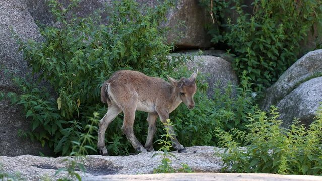 Young baby mountain ibex on a rock - capra ibex in a german park
