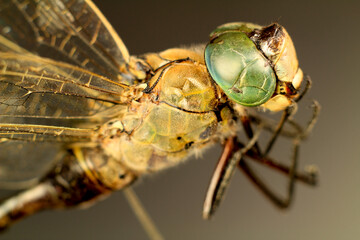 Macro photography of Dragonfly on black background