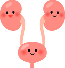 健康な腎臓と膀胱のキャラクター