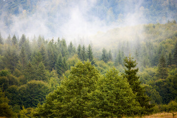 beautiful mountain landscape with green forest in the Carpathian Mountains