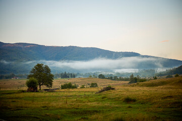 Fototapeta premium beautiful mountain landscape with green forest in the Carpathian Mountains